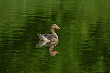 wild greylag goose swims in the water with beautiful reflection
