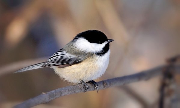 Extreme close-up of a cute chickadee bird perched on a branch on a soft background 