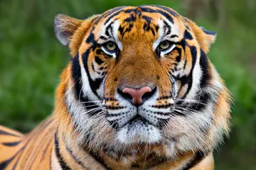 Fototapeten Indochinese adult tiger known as Panthera Tigris Corbetti in latin, Thailand. © MehmetOZB