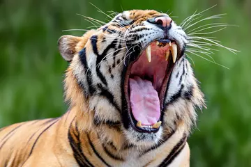 Foto auf Glas Indochinese adult tiger known as Panthera Tigris Corbetti in latin, Thailand. © MehmetOZB