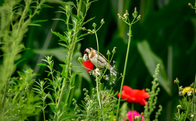 Goldfinch in wild flower meadow eating thistle seeds