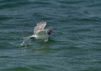 Greater Crested Tern fishing at Busaiteen coast, Bahrain