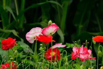 for biodiversity flower field with pink poppy