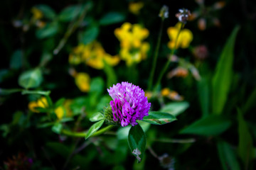purple flower