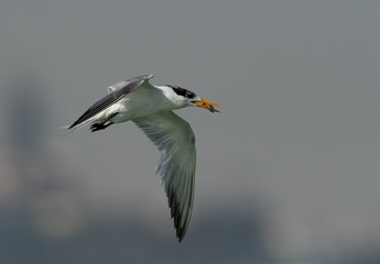 Greater Crested Terns with a fish catch at Busaiteen coast, Bahrain