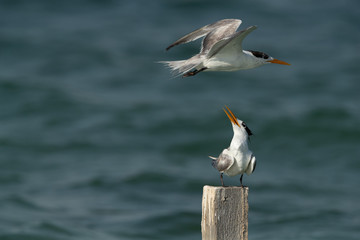 Greater Crested Terns near a wooden log at Busaiteen coast, Bahrain
