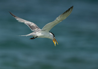Greater Crested Terns eating a  fish while flying, Bahrain