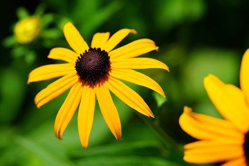 Yellow rudbeckia fulgida Black-eyed Susan flowers