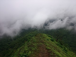 misty morning in the mountains,fog in the mountain,forest valley,greenery in the forest