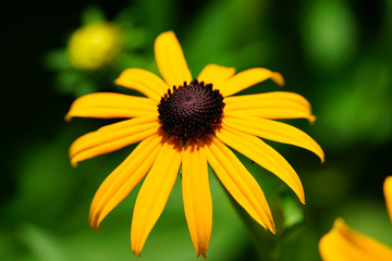 Obraz premium Yellow rudbeckia fulgida Black-eyed Susan flowers