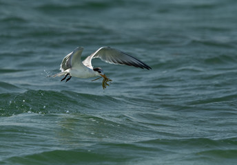 Fototapeta na wymiar Juvenile Greater Crested Tern practicing to fish at Busaiteen coast, Bahrain