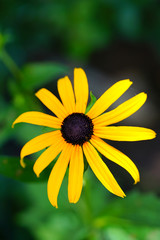 Yellow rudbeckia fulgida Black-eyed Susan flowers