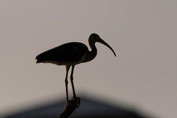 Silhouette of a White Ibis standing on top of a tree branch
