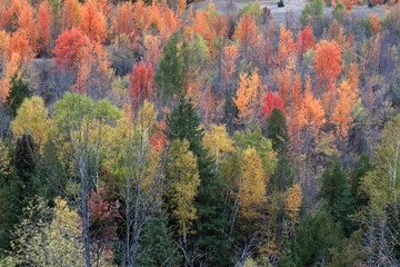 カナダのトロント近郊のモノクリフス州立公園　Mono Cliffs Provincial Parkの秋、紅葉