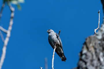 Obraz premium Looking up at a Mississippi Kite perched on a small branch