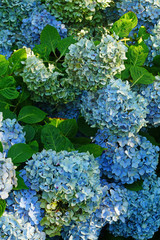 Blue heads of hydrangea flowers