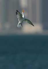 Greater Crested Tern moving up in a fight at Busaiteen coast, Bahrain