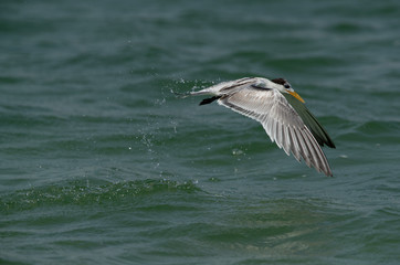 Greater Crested Tern fishing at Busaiteen coast, Bahrain