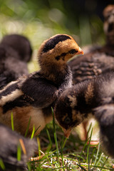 baby chicks in the grass