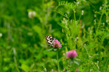 marbled white on clover blossom in forest meadow