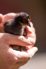 baby chicks in someone's hand