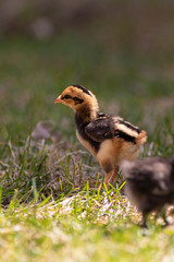 baby chicks in the grass
