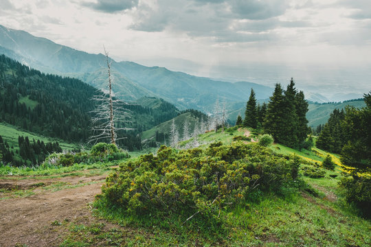 mountain landscape with dead trunks of fir, Almaty, Kazakhstan, Zailiysky ridge Alatau, Almaty, Kazakhstan, Kimasar gorge