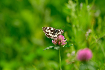 marbled white on clover blossom in forest meadow