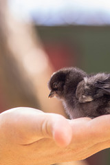 baby chicks in someone's hand
