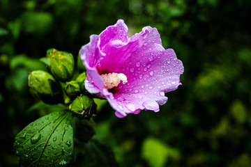 pink flower after rain