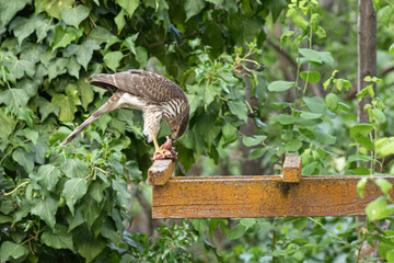 broad-winged hawk eating prey