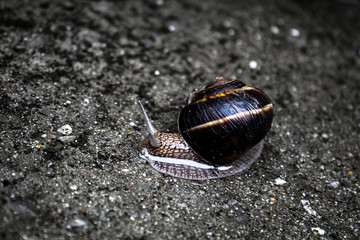snail cruising the puddle