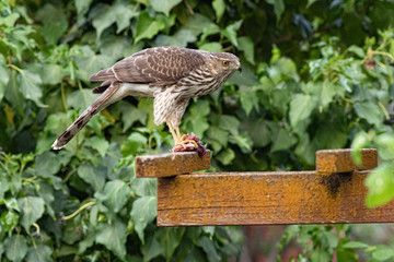 broad-winged hawk eating prey