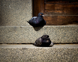 pigeons
