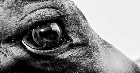 auge pferd © carsten