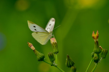 large cabbage white on a yellow thistle 
