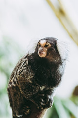 Portrait d'un adorable singe ouistiti à pinceaux blancs ou callithrix jacchus