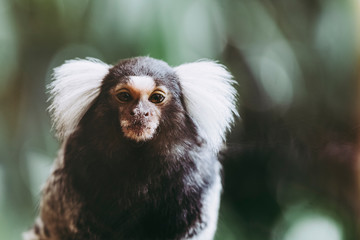 Portrait d'un adorable singe ouistiti à pinceaux blancs ou callithrix jacchus
