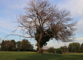 Lonely Surviving Ash Tree Landscape Green Grass Blue Sky