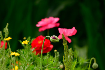 for biodiversity flower field with pink poppy