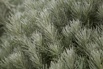 coniferous plant close-up, background for Christmas or new year. 
