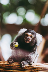 Portrait d'un adorable singe ouistiti à pinceaux blancs ou callithrix jacchus