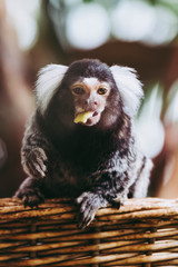 Portrait d'un adorable singe ouistiti à pinceaux blancs ou callithrix jacchus