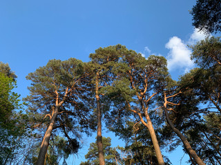 Obraz premium Tree Tops