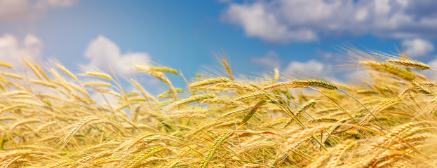 Rural landscape, panorama, banner - view of the wheat field in the rays of the summer sun © rustamank