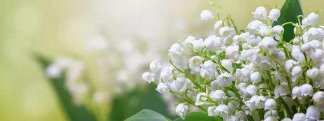Selbstklebende Fototapeten Lily of the valley (Convallaria majalis), blooming spring flowers, closeup with space for text © rustamank