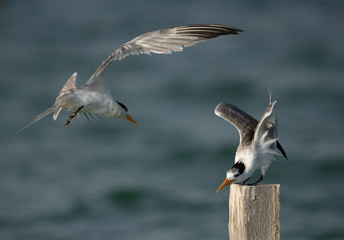 Greater Crested Terns at Busaiteen coast, Bahrain
