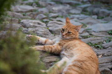 Fototapeta na wymiar Orange cat resting in the middle of old stone road. Little cute orange cat.