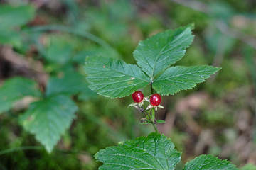 stone bramble berries on a branch in the forest