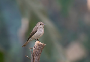 A wild bird on open perch at morning light .